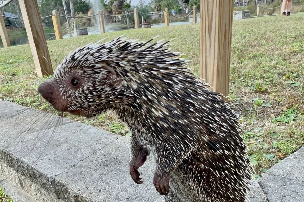 zoo_porcupine